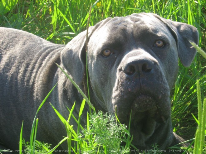 Photo de Chien de cour italien