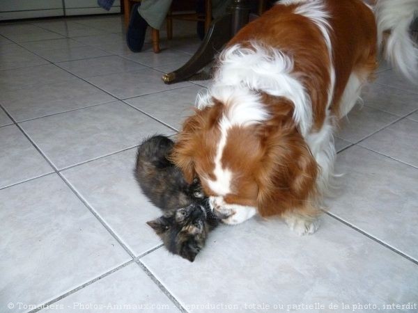 Photo de Cavalier king charles spaniel