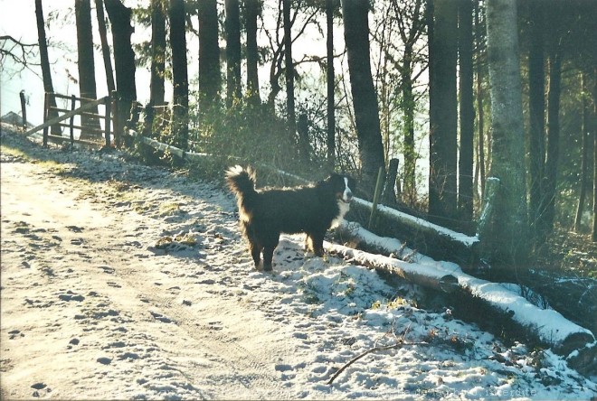 Photo de Bouvier bernois