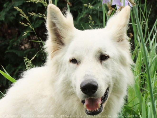 Photo de Berger blanc suisse