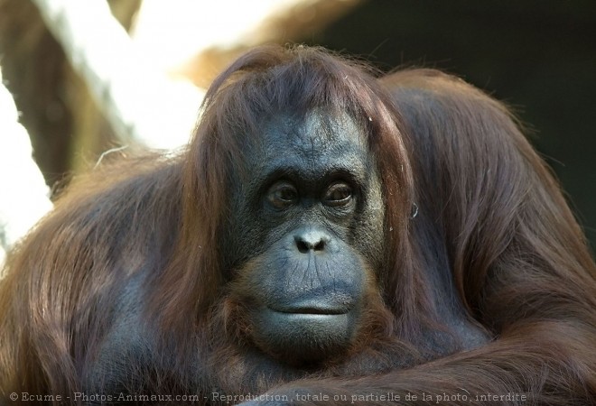 Photo d'Orang-outan