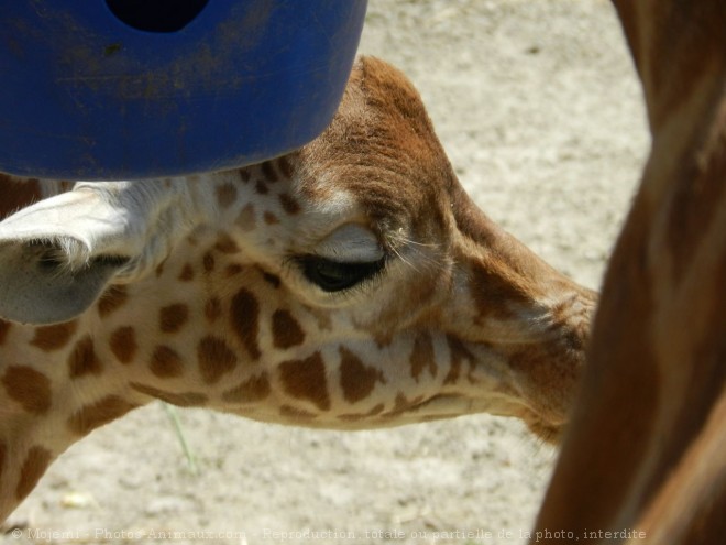 Photo de Girafe