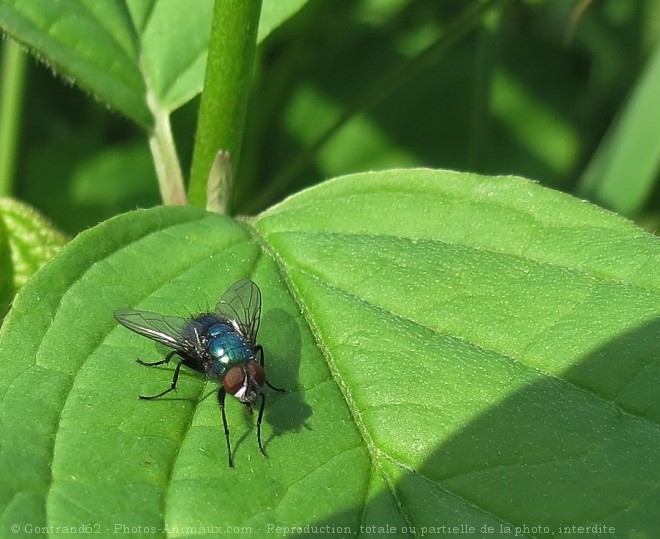 Photo de Mouche