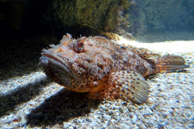 Photo de Poissons exotiques