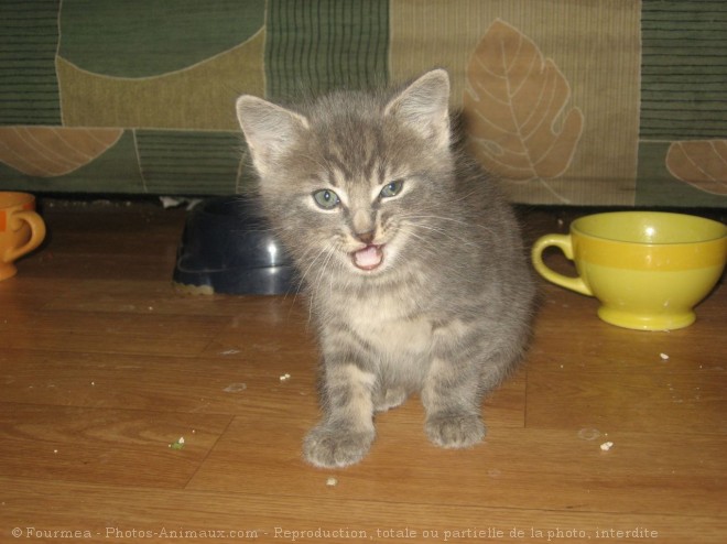 Photo de Chat domestique