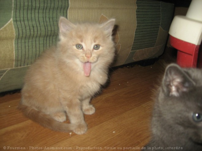 Photo de Chat domestique