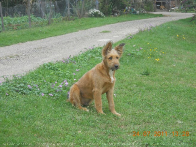 Photo de Berger belge malinois