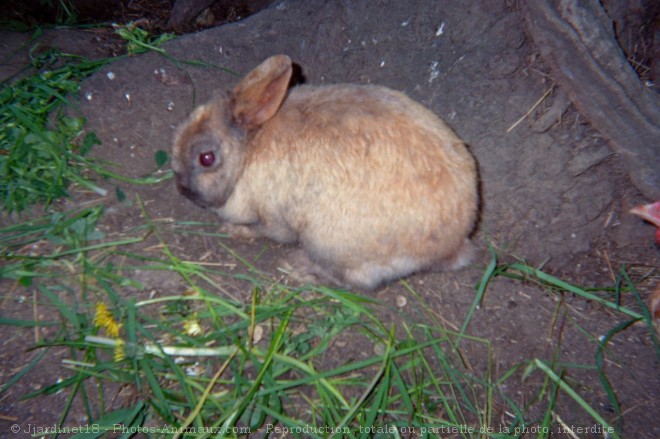 Photo de Lapin