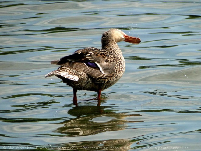 Photo de Canard colvert