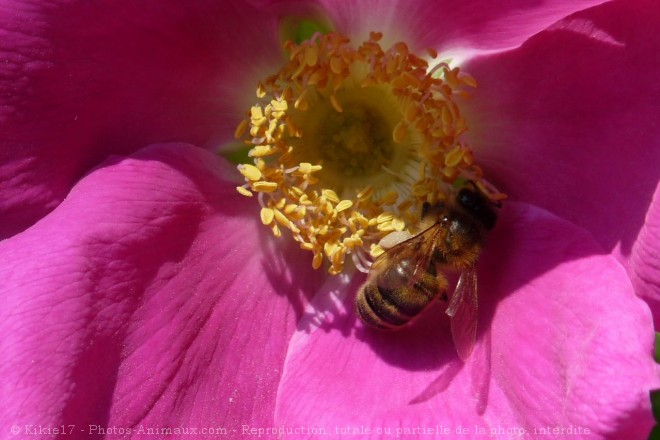 Photo d'Abeille