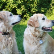 Photo de Golden retriever