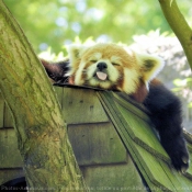 Photo de Panda roux