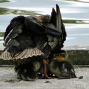 Photo de Canard colvert