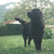 Photo de Chien de terre-neuve