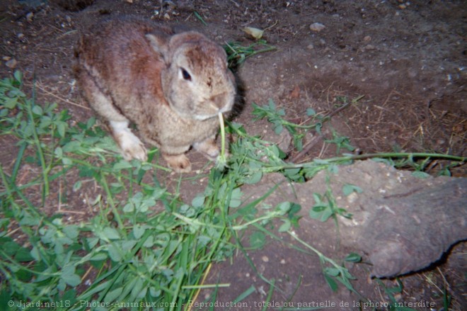 Photo de Lapin