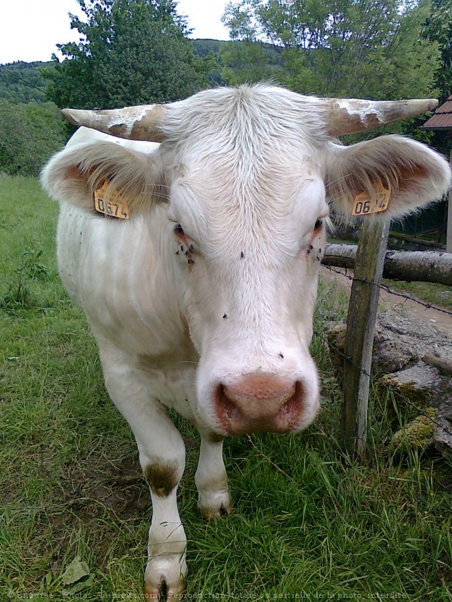 Photo de Vache