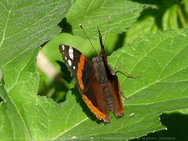 Photo de Papillon - vulcain