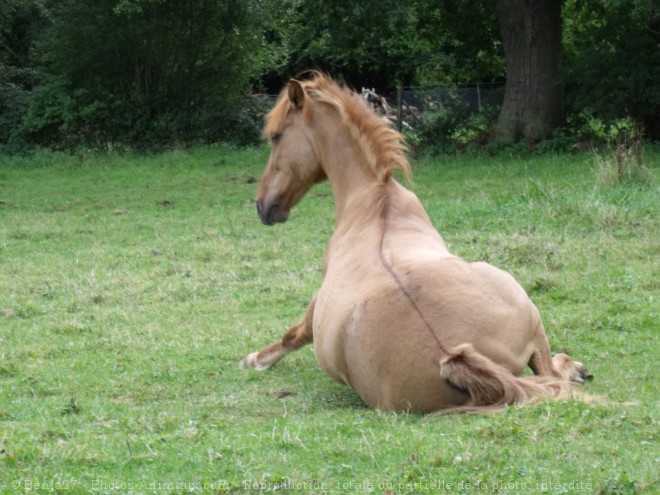 Photo de Races diffrentes