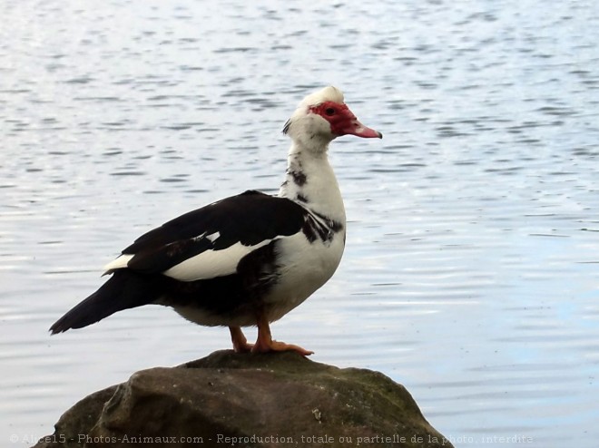 Photo de Canard de barbarie