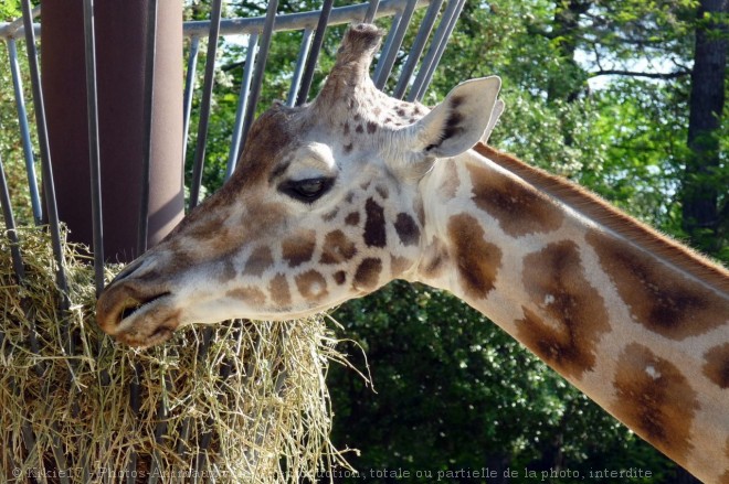 Photo de Girafe