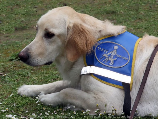 Photo de Labrador retriever