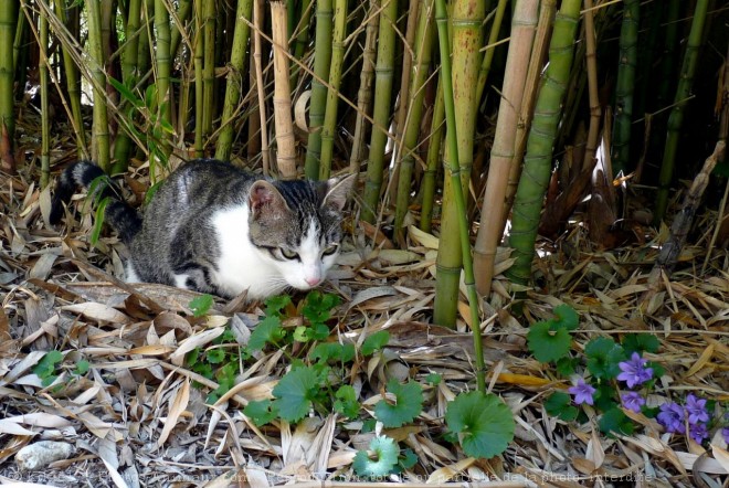 Photo de Chat domestique