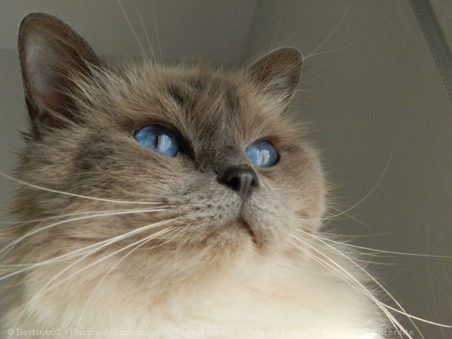 Photo de Ragdoll