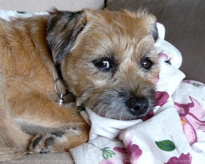 Photo de Border terrier