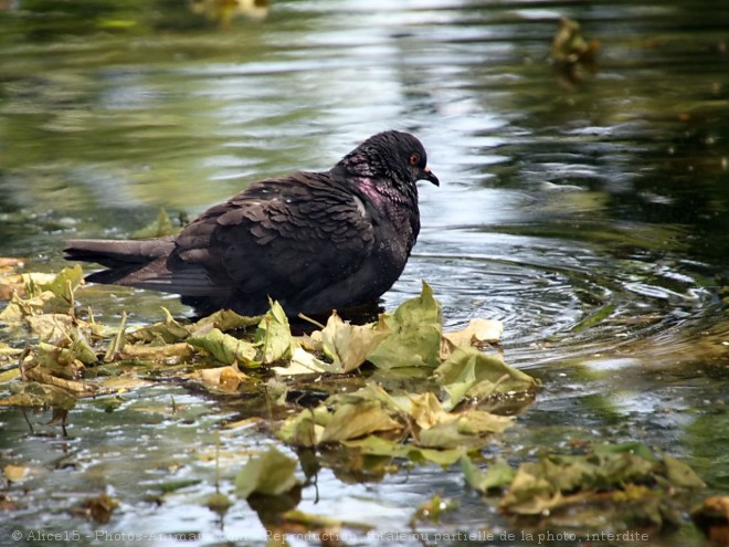 Photo de Pigeon