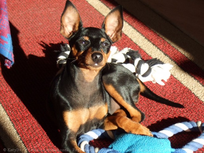 Photo de Pinscher nain