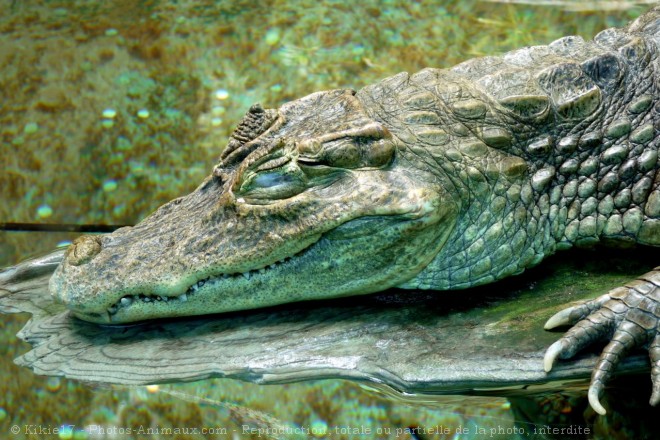 Photo de Crocodile