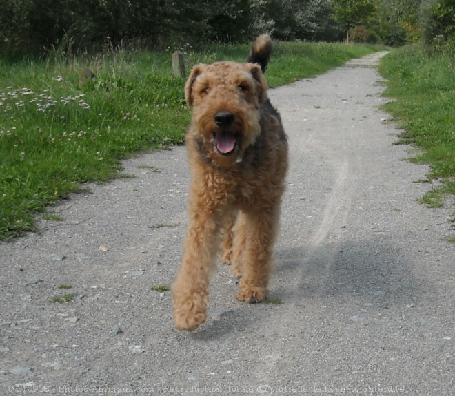 Photo d'Airedale terrier