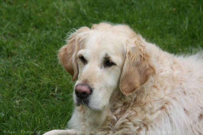 Photo de Golden retriever