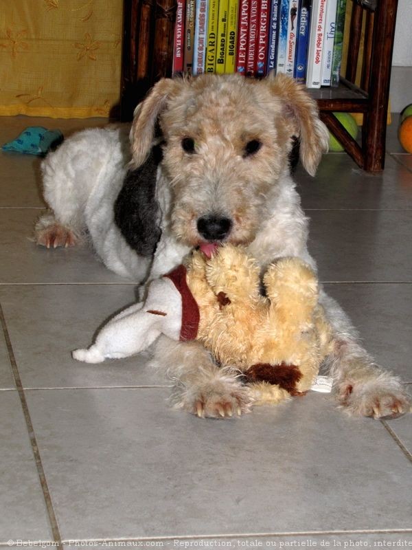 Photo de Fox terrier  poil dur