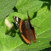 Photo de Papillon - vulcain