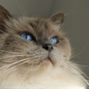 Photo de Ragdoll