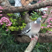 Photo de Pigeon - ramier