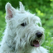 Photo de Scottish terrier