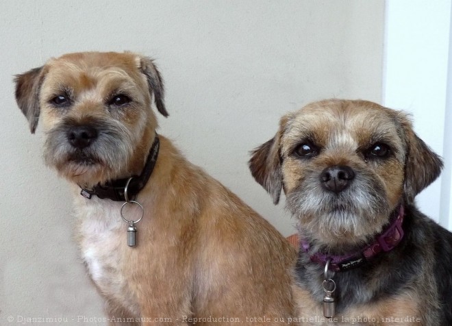 Photo de Border terrier