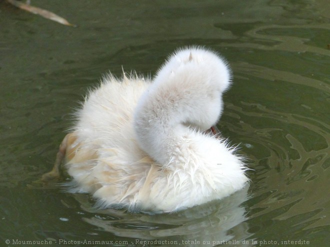 Photo de Cygne