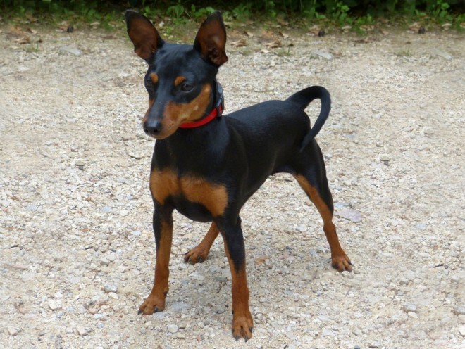 Photo de Pinscher nain