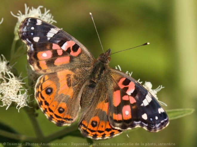 Photo de Papillon