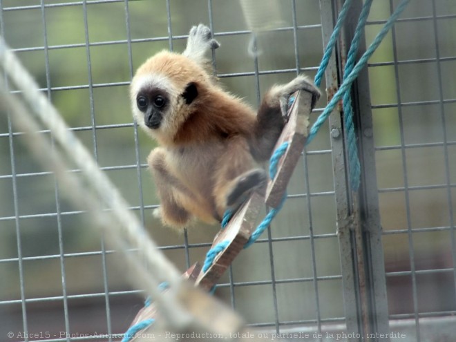 Photo de Singe - gibbon