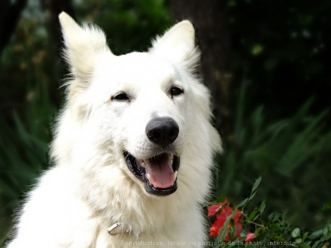 Photo de Berger blanc suisse