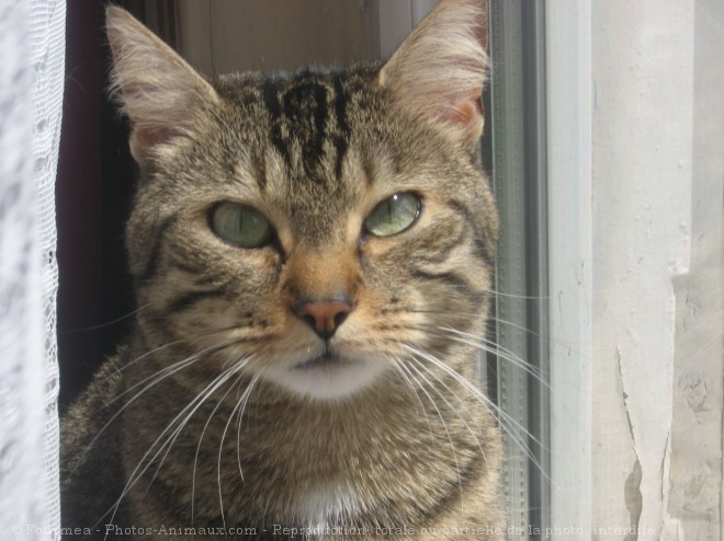 Photo de Chat domestique