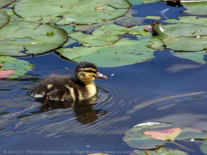 Photo de Canard colvert