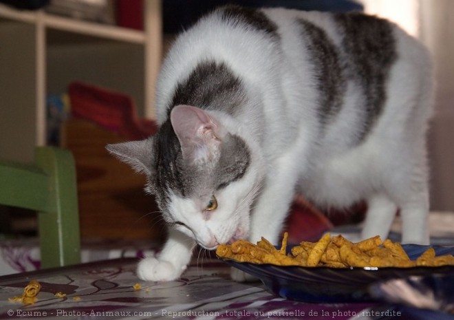 Photo de Chat domestique