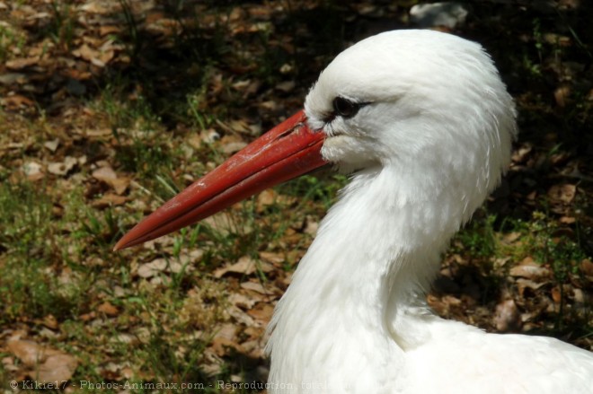 Photo de Cigogne