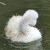 Photo de Cygne