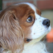 Photo de Cavalier king charles spaniel